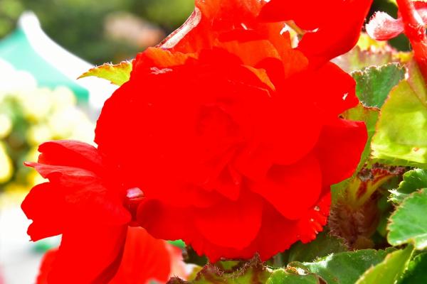 1野村－赤の魅力s-DSC_0089