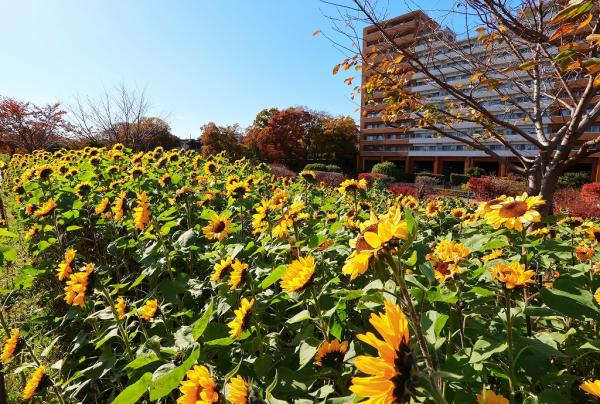 7勝田s-IMG_1冬のヒマワリ