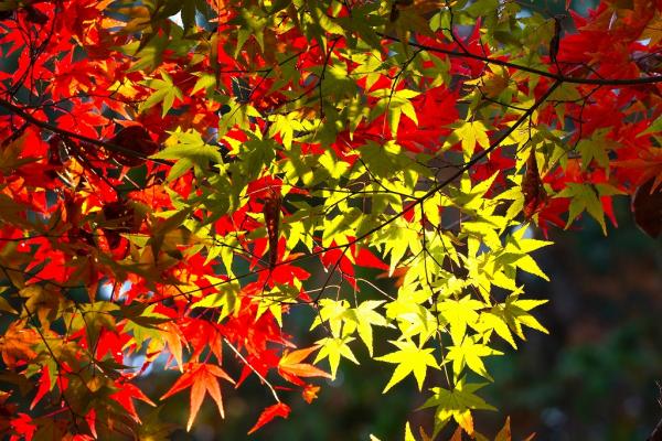 12s-晩秋2 - 野口　DSC05829