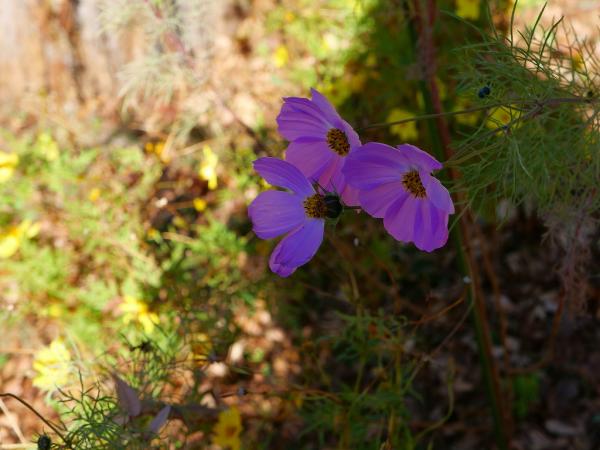 1野村－さらば秋よs-P1012805