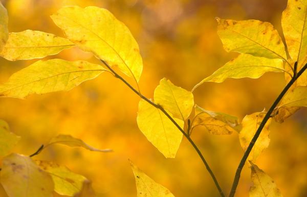 3-野口秋の彩り