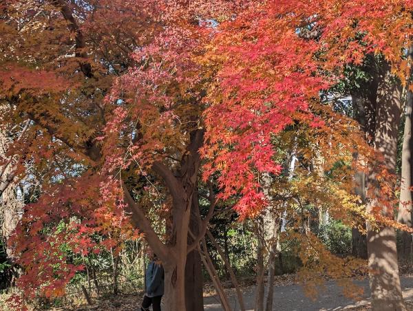 8-1田添伝説の丘の紅葉120251210_014002266