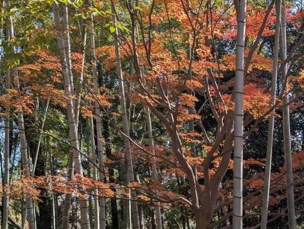 8-2田添伝説の丘の竹林と紅葉2PXL_20251210_014510137