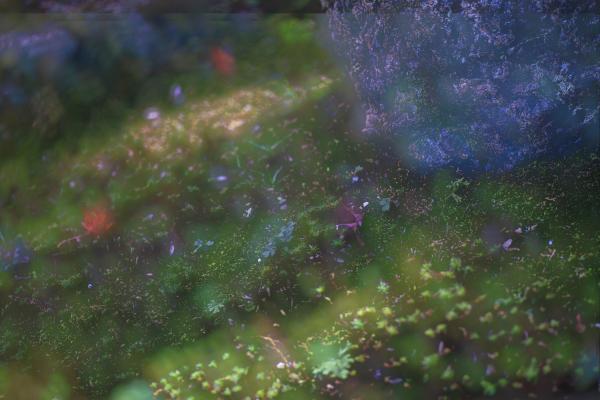 9-1武田－明月院秋の色