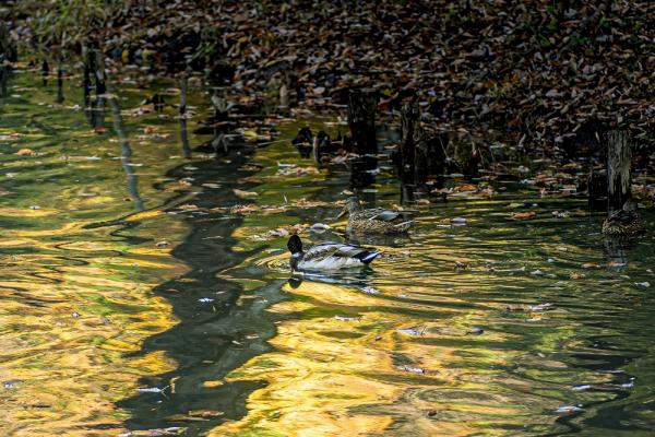 5武田－豊穣の色1