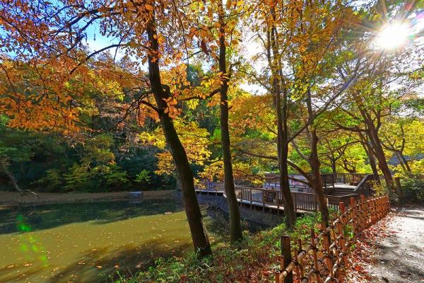 6勝田s-0IMG_07水鳥の池