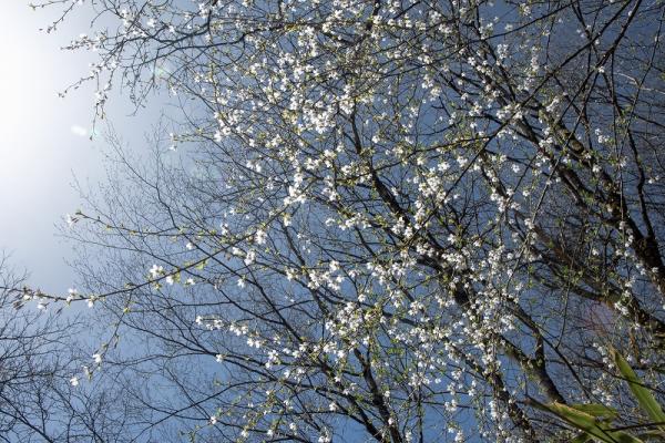 8春が来る ー 岡    s-DSC_7960