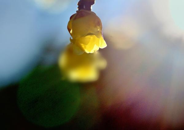 5下向きに　岡　DSC_8789