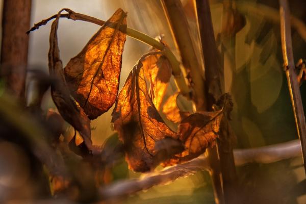 8坂本夕暮れどき-_DSC0648-PN