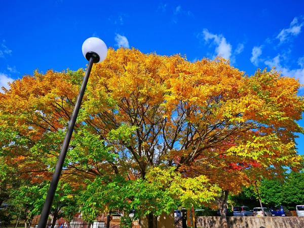 12勝田s-P103晩秋（谷戸山）