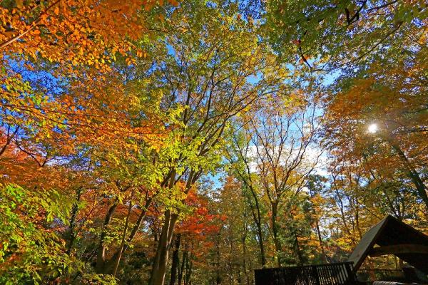 12勝田s-IMG_0晩秋（谷戸山）