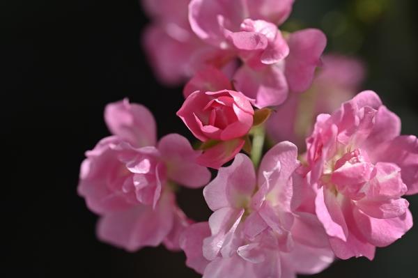 1-渋谷s-1庭に咲く