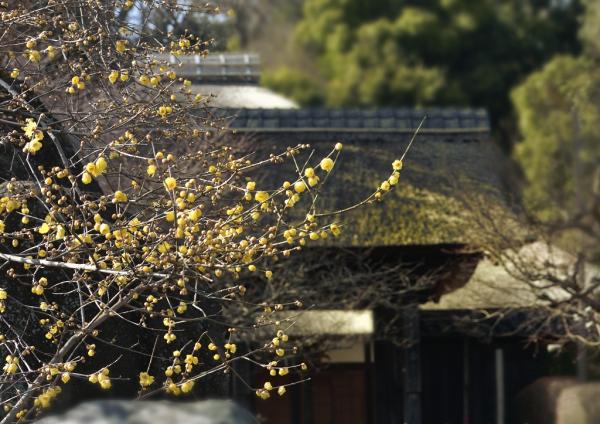 8安らぎの山門   岡　　s- DSC_8984