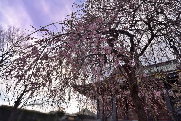 8早春の主役　  岡　s-DSC_9249