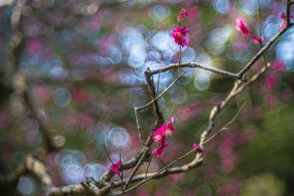 4-武田-円覚寺紅梅2