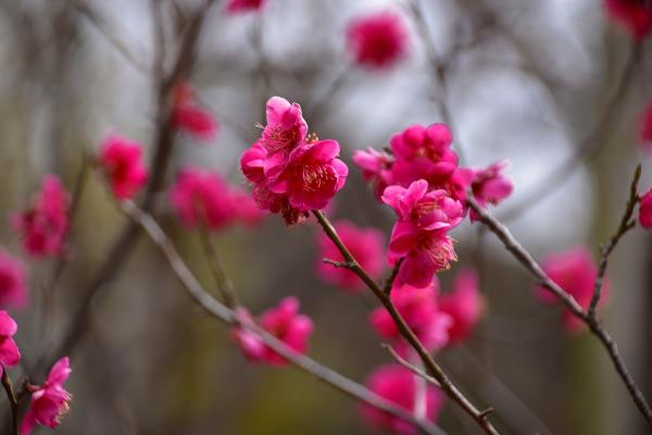 6野村－春の先取りs-DSC_0103