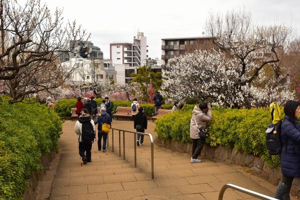 6野村－梅見の賑わい