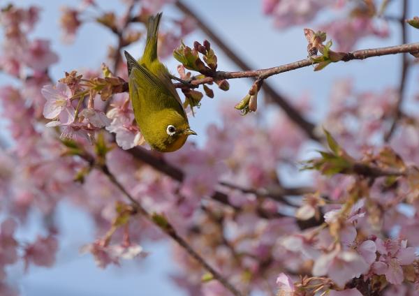 8春だよ・・・　岡　s-DSC_9676