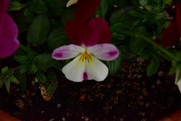 2-1野村－春への歩みs-DSC_0088