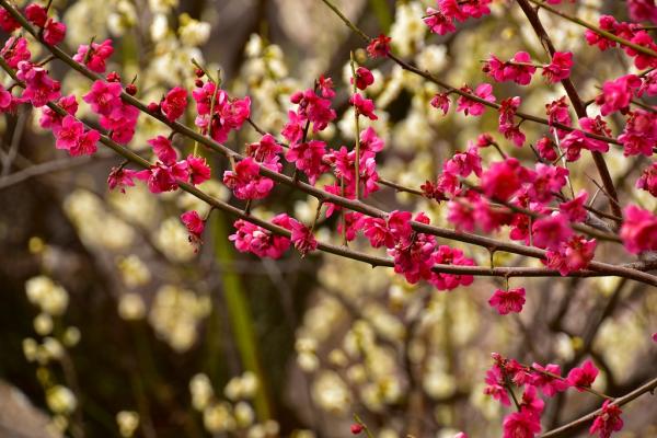 2野村－紅梅、白梅揃い踏みs-DSC_0165