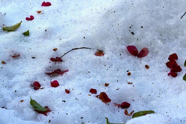 4-野口-雪中の花びら