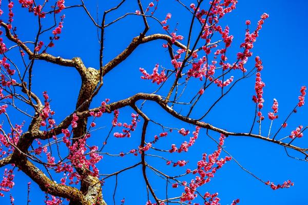 5①小澤ー紅梅-