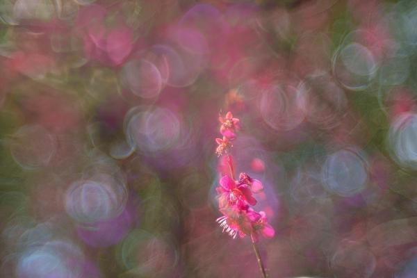 6武田-円覚寺紅梅