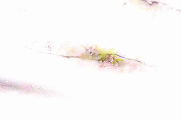 6-武田-円覚寺十王堂河津桜