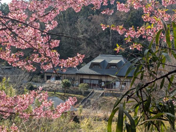 7-田添-伝説の丘下の河津桜の間から見た「里山体験館」PXL_20260228_232450550