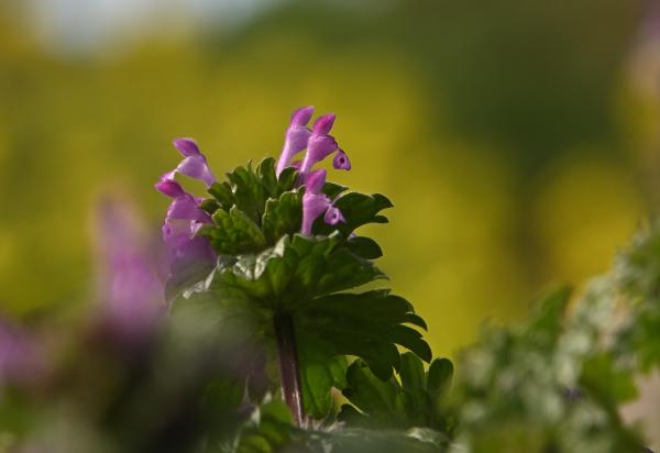 8DSC_5773_1-撮影者&rarr;池上&rarr;タイトル&rarr;春を告げる