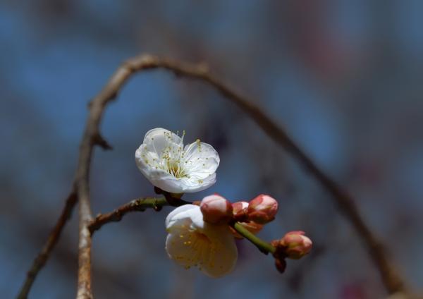 9梅一輪　岡　s-DSC_9116