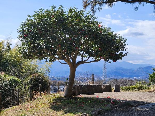 11-2-佐藤-春間近