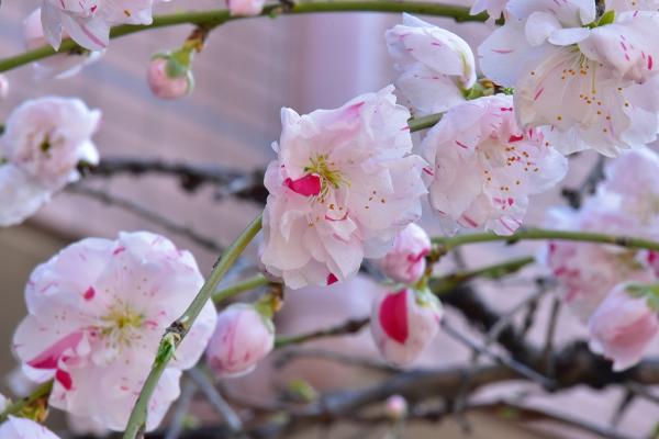 1-1野村－華やぐs-DSC_0051