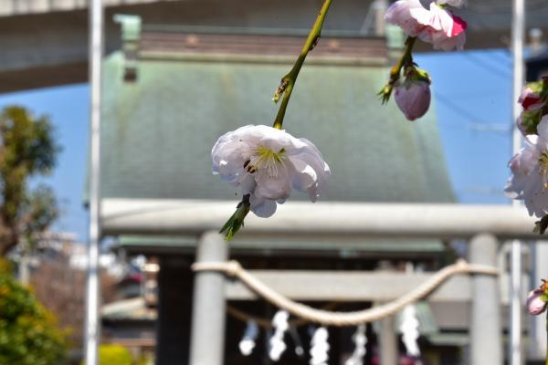1-2野村－花桃と神社s-DSC_0059