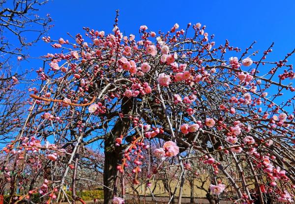 5勝田s-12IMG_梅枝垂れ