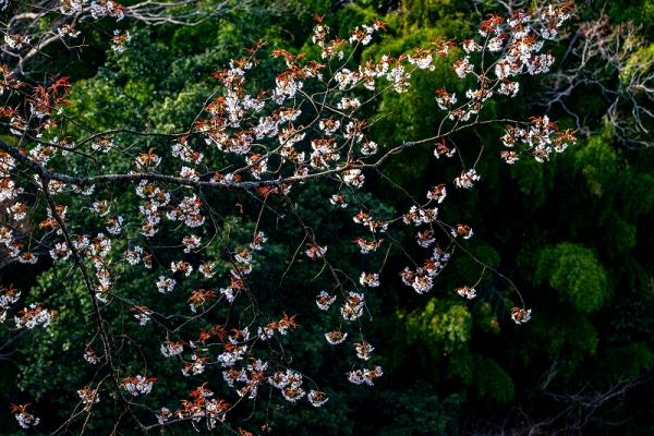 7①小澤ー山桜１