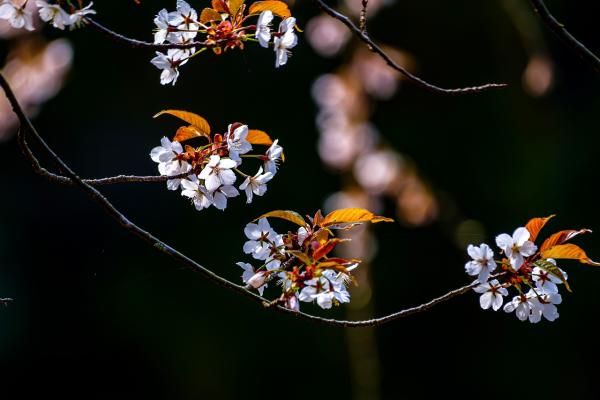 7②小澤ー山桜２