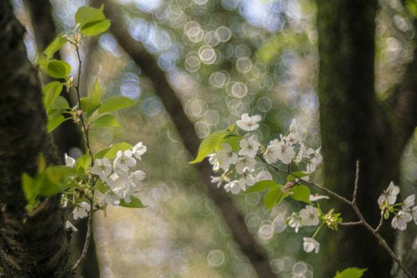 8-武田谷戸山公園大島桜Ⅱ