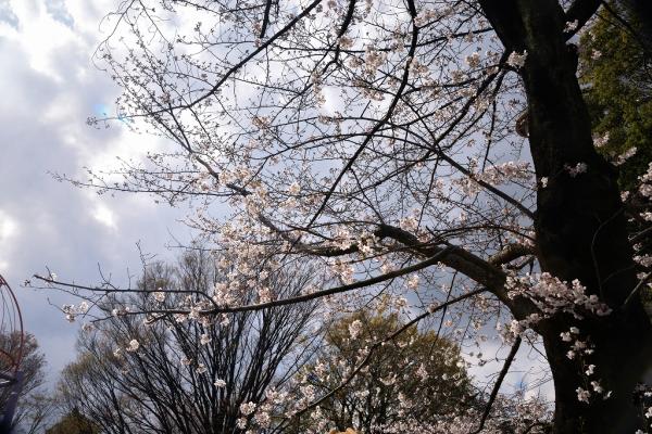 9-2花曇り　岡　s-DSC_0327