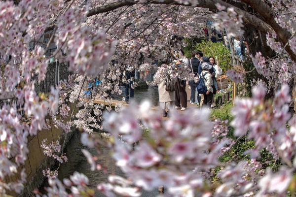 10坂本－花に囲まれ-_DSC2209-1-PN