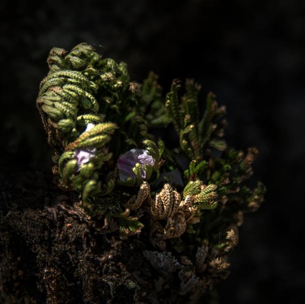 7-坂本-光の贈り物_DSC2616-PN3