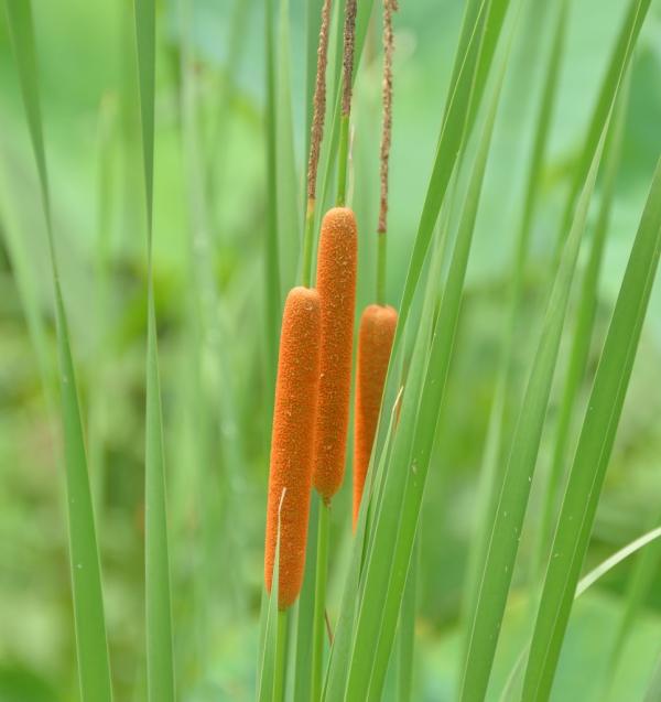 1福塚● ガマの穂