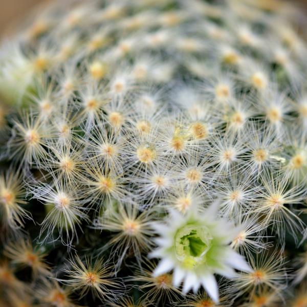 5福塚★ サボテンの花