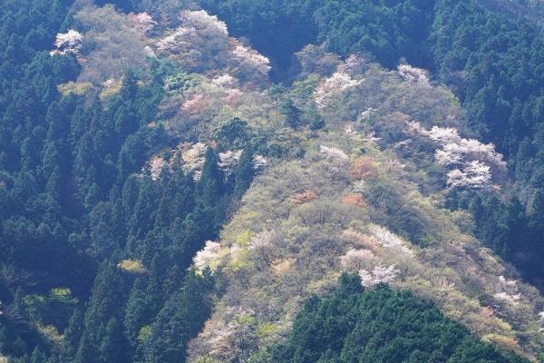 4群生の山桜