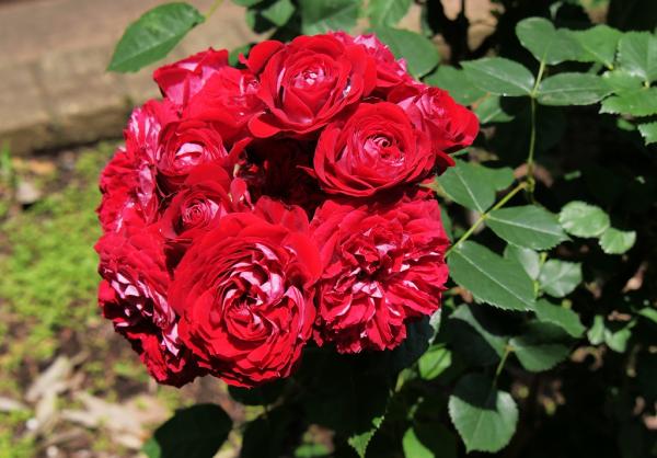 11勝田s-P1010141薔薇の花束