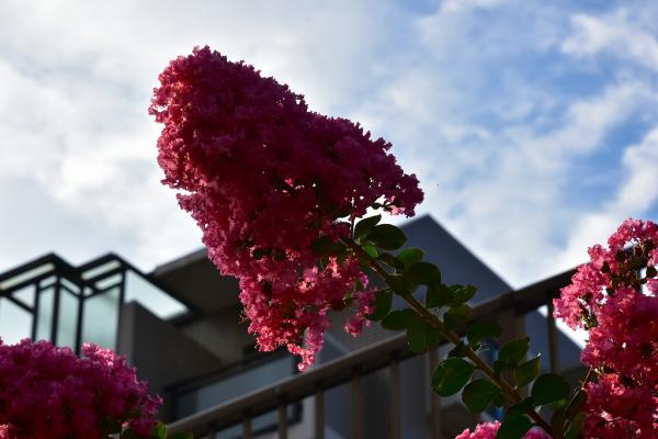 11s-DSC_0042_5006野村―夏の花