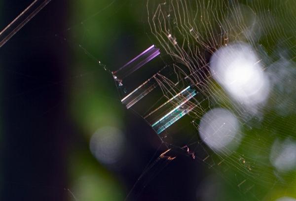 8秋田-蜘蛛糸の輝き