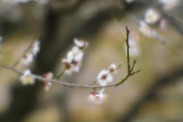 2武田－春のひかり春の影1