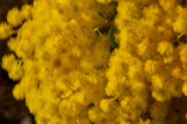 4s-DSC_0036野村―春は黄色が似合う