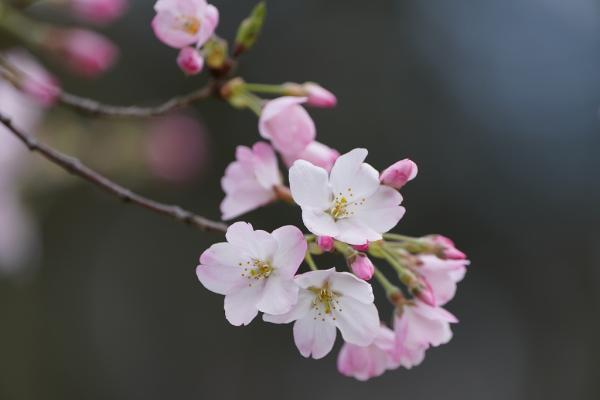 10野口ー期待のアイドル桜